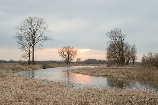 Nadwarciaski Park Krajobrazowy - starorzecze Warty