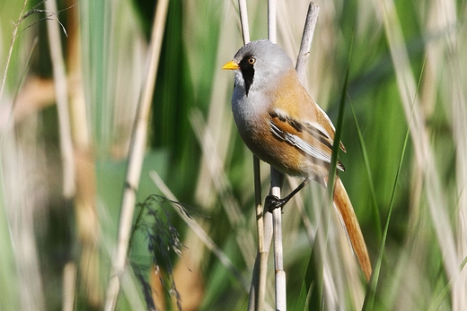 Wsatka  Panurus biarmicus  Dolina Noteci