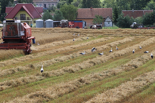 Kraina bocianw trasa Lidzbark - Ostrda