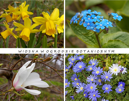 Warszawa. Wiosna w Ogrodzie Botanicznym