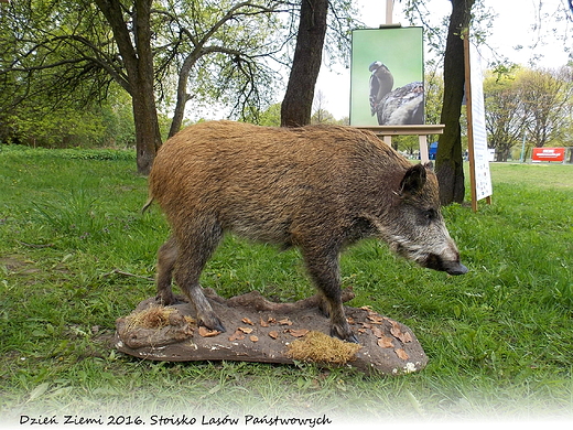 Warszawa. Dzie Ziemi 2016. Stoisko Lasw Pastwowych.