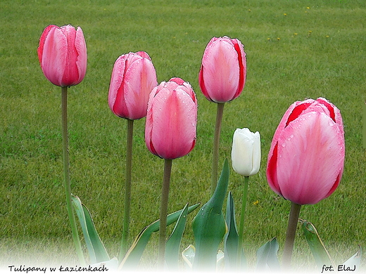 Warszawa. Tulipany w azienkach