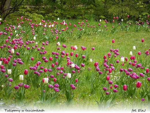 Warszawa. Tulipany w azienkach