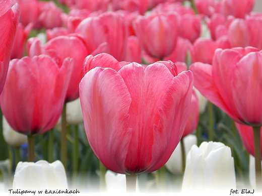 Warszawa. Tulipany w azienkach