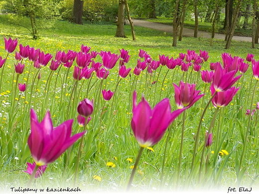 Warszawa. Tulipany w azienkach