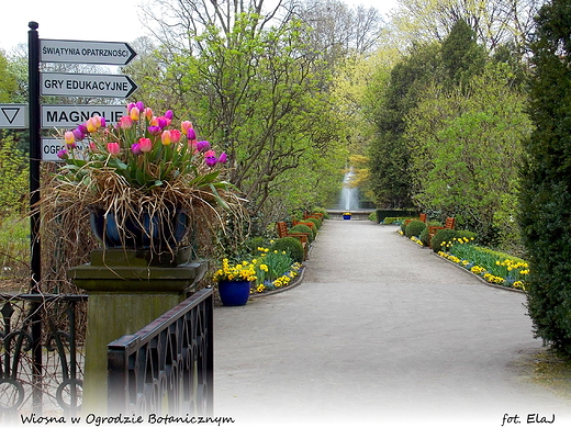 Warszawa. Wiosna w Ogrodzie Botanicznym