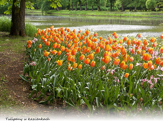 Warszawa. Tulipany w azienkach