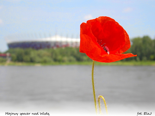 Warszawa. Majowy spacer nad Wis