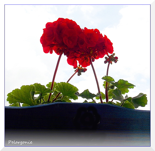 Pelargonie