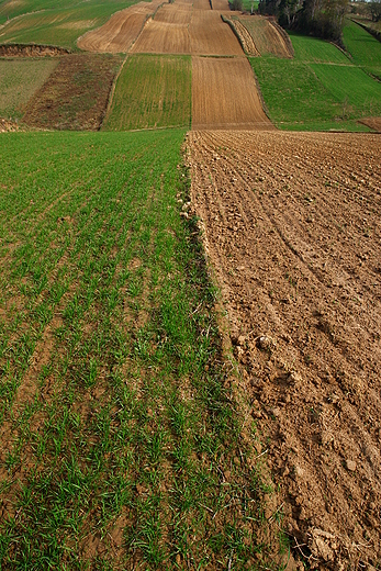 Szerzawskie pola