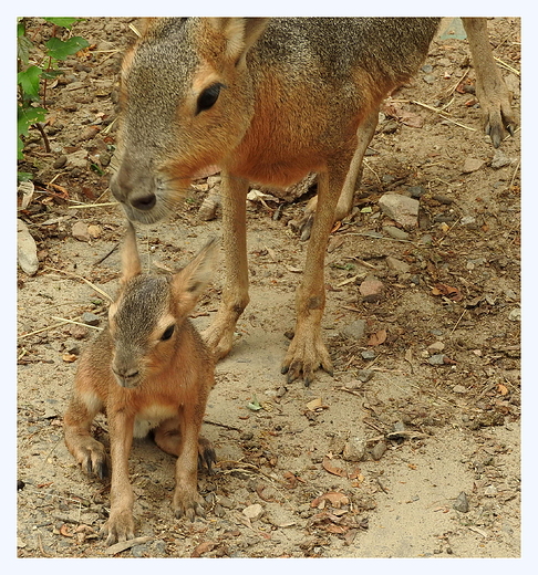 w zamojskim zoo