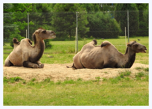 w zamojskim zoo