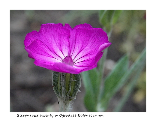 Warszawa. Sierpniowe kwiaty w Ogrodzie Botanicznym