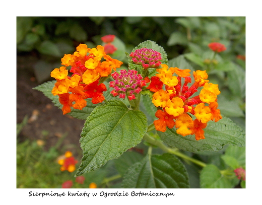 Warszawa. Sierpniowe kwiaty w Ogrodzie Botanicznym