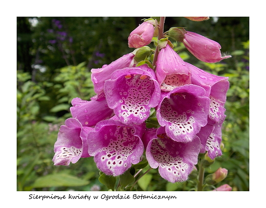 Warszawa. Sierpniowe kwiaty w Ogrodzie Botanicznym