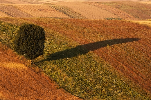 Roztocze Zachodnie. Drzewko z tysica i jednej fotografii.