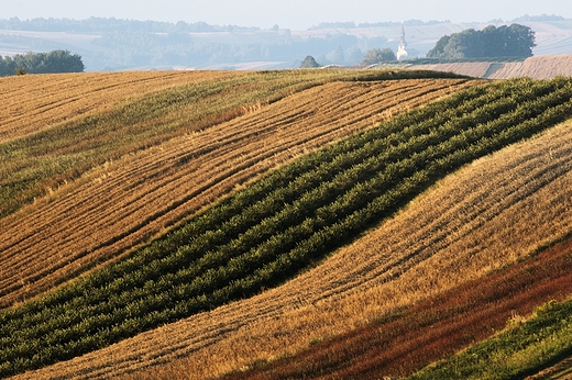 Roztocze Zachodnie. Okolice Chrzanowa