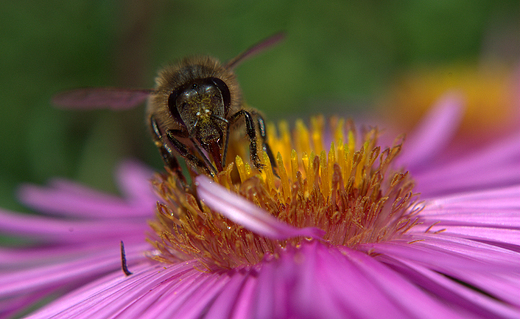 pszczoa miodna