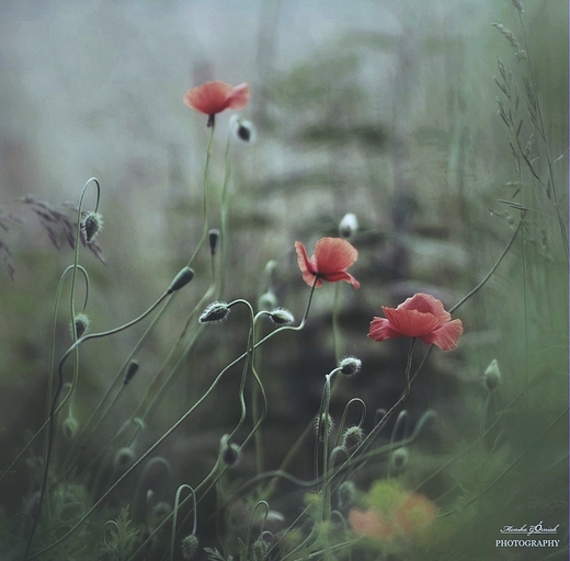 Papaver rhoeas.