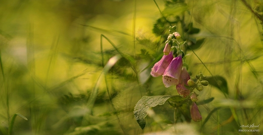 Naparstnica purpurowa  Digitalis purpurea.