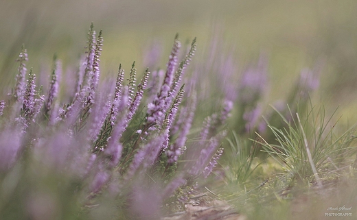 Calluna vulgaris