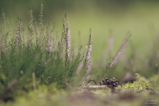 Calluna vulgaris.