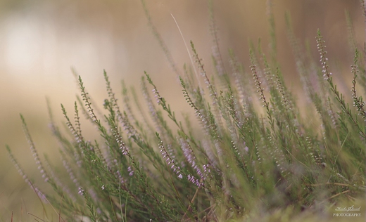 Calluna vulgaris.