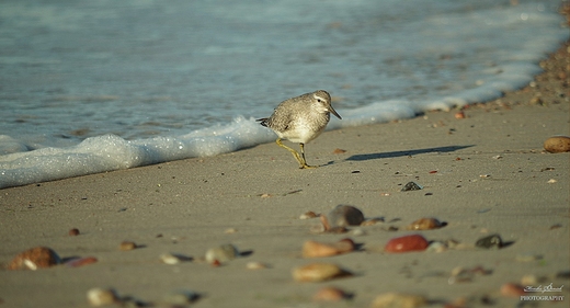 Biegus zmienny Calidris alpina