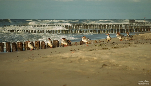 Plaowiczki. Tracz nurog  Mergus merganser.