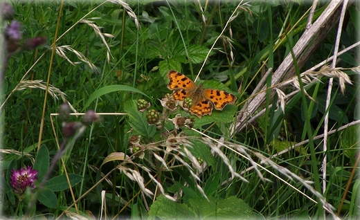 kaszubski motyl