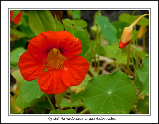 Warszawa. Ogrd Botaniczny w padzierniku