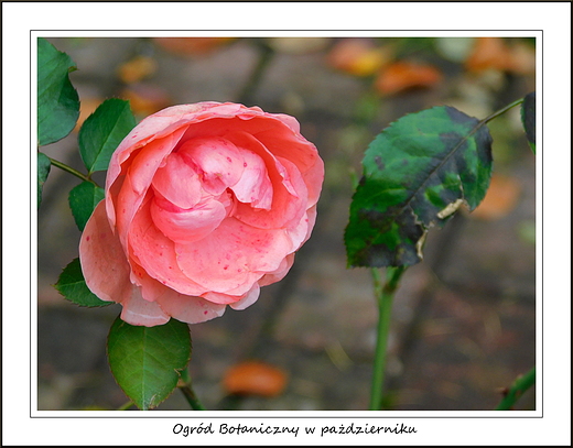 Warszawa. Ogrd Botaniczny w padzierniku