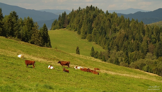 Pieniskie szlaki.