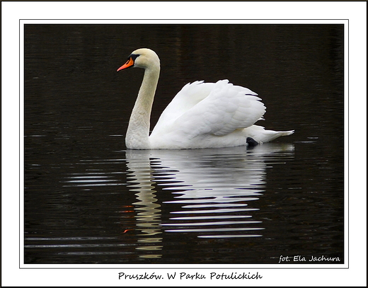 Pruszkw. W Parku Potulickich