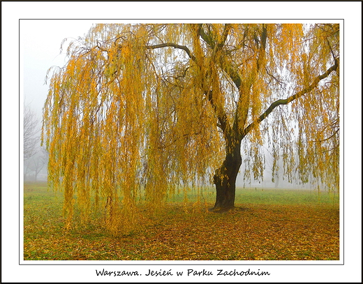 Warszawa. Jesie w Parku Zachodnim