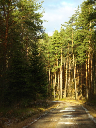 Puszcza Kozienicka, 28.12.2016