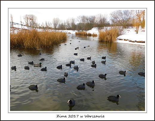 Zima 2017 w Warszawie. Park Szczliwicki