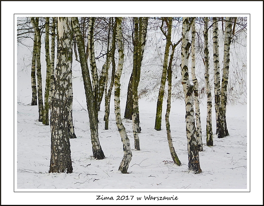 Zima 2017 w Warszawie. Park Szczliwicki