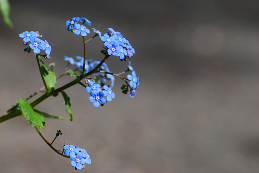 Brunera Wielkolistna