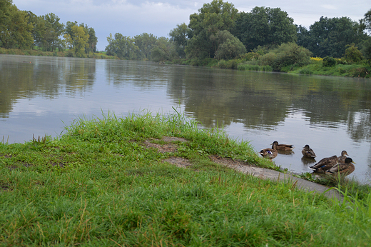 Zdzieszowice - nad odr