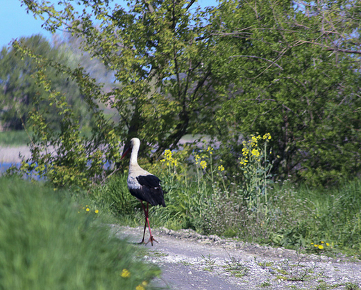 hrubieszowskie klimaty