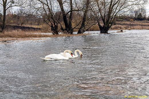 nad Huczw