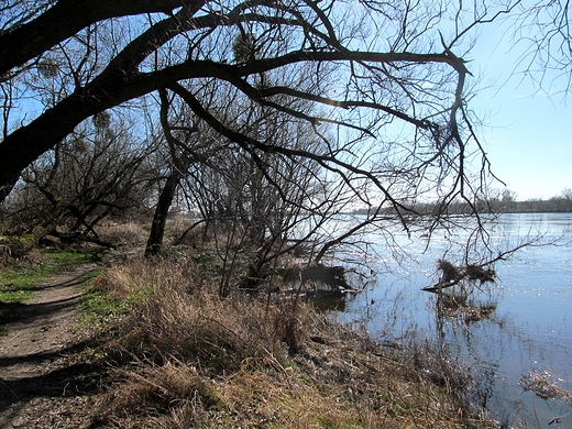 Dziko nad Wis