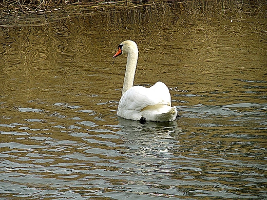 CYGNUS OLOR