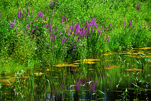 Krapkowice - Park Bonie nad stawem