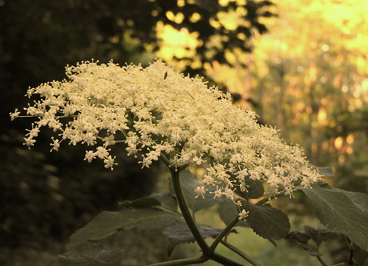 czarny bez