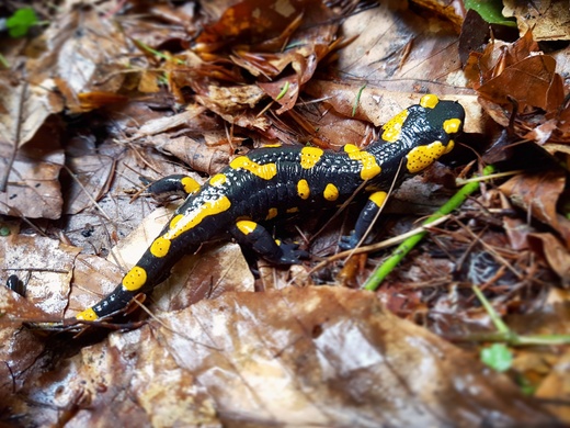 Salamandra to chyba najbardziej charakterystyczny zwierz Magurskiego Parku Krajobrazowego. Beskid Niski