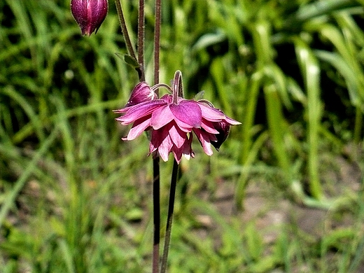 W ogrodzie botanicznym...