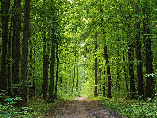 Puszcza Kozienicka