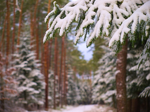 Puszcza Kozienicka